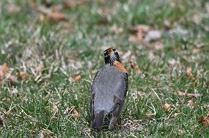 005 Thrush, American Robin, 2023-04067864 Tower Hill Botanic Garden, MA